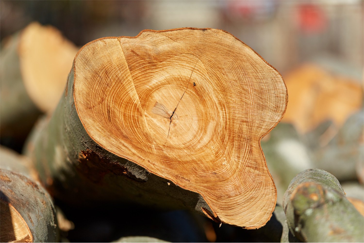 Wood as base for the production of tencel lyocell