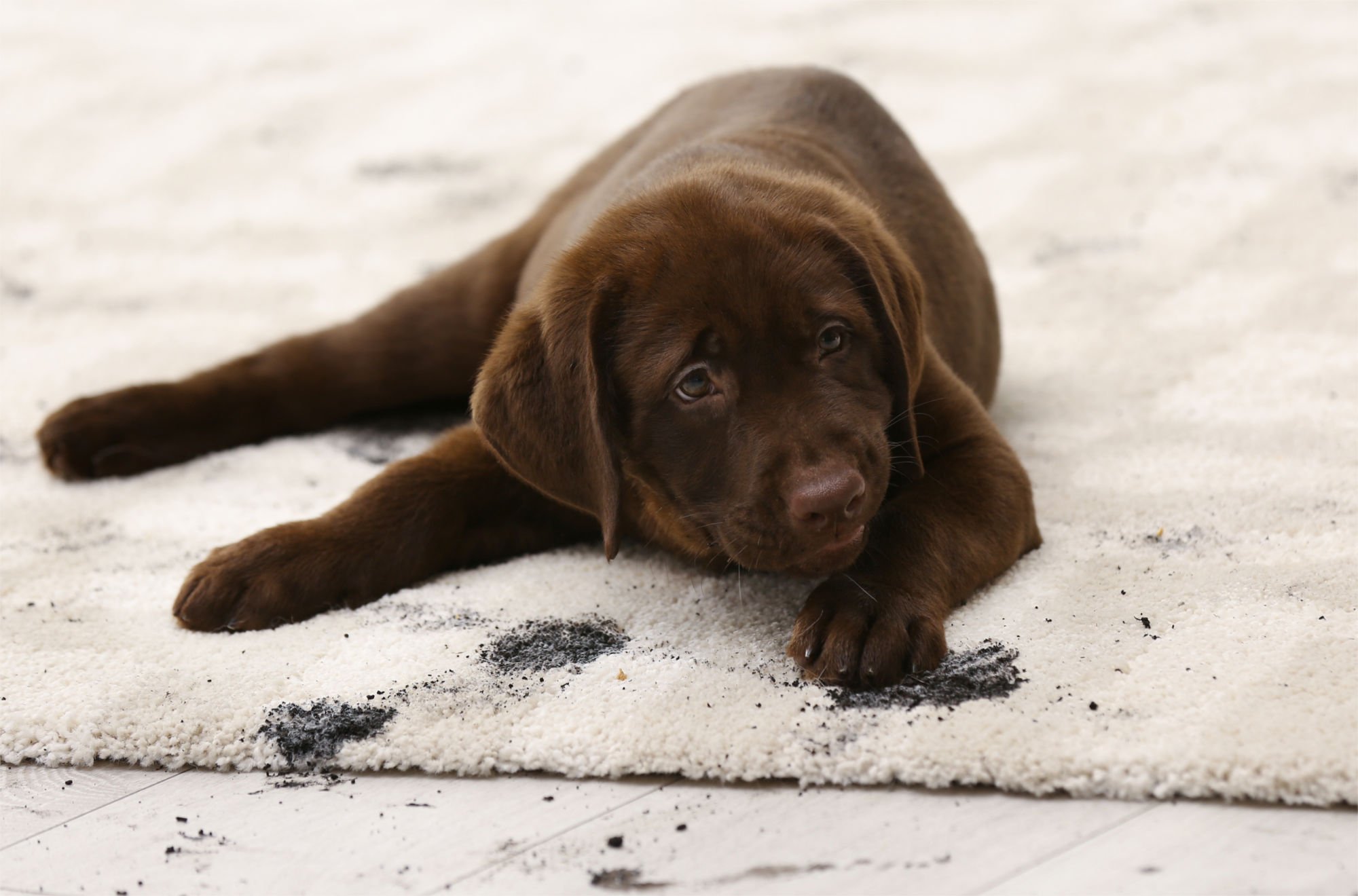 how to remove mud stains and pet hair from carpets