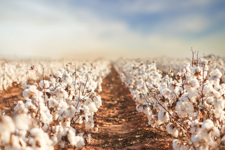 is cotton causing environmental problems water scarcity eutrophication