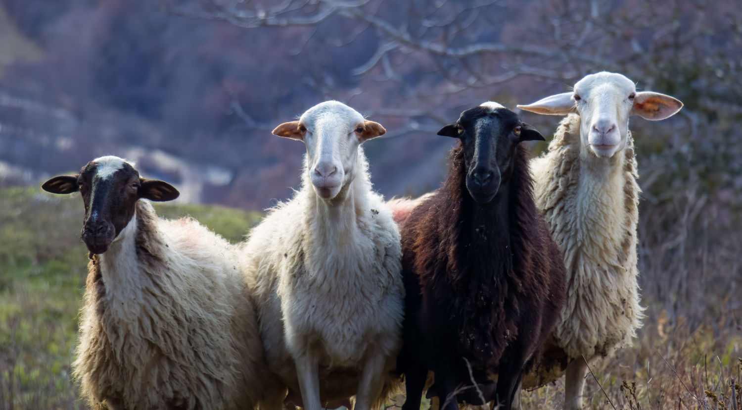 undyed wool for handmade environmental friendly rugs from different sheep