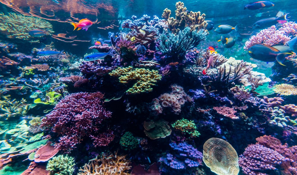 singapore aquarium vibrant coral reef with colorful fishes