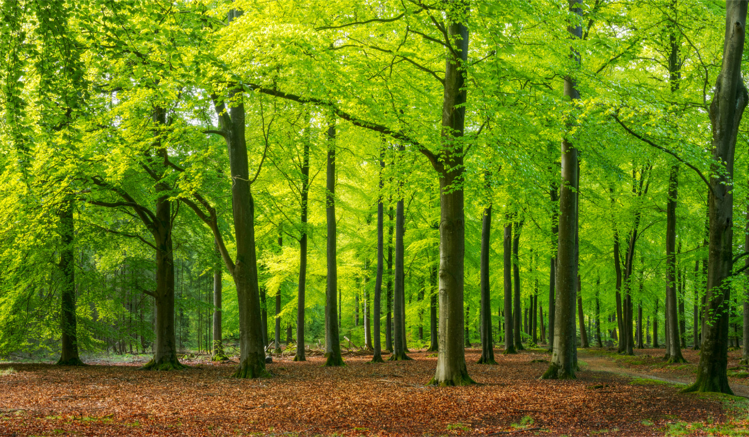 Tencel Lyocell Herstellung aus Holz aus verantwortlicher Forstwirtschaft